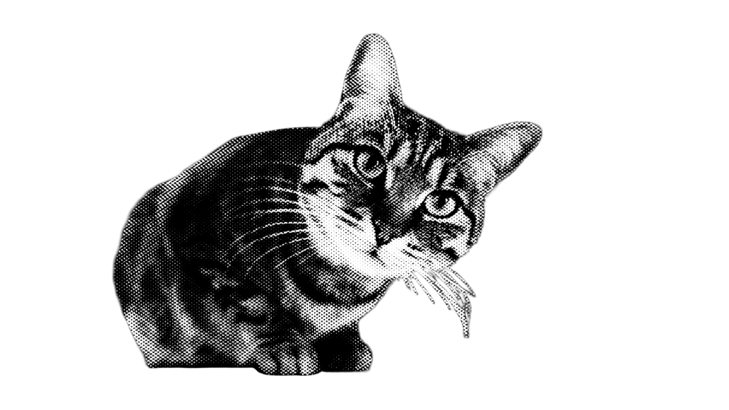cat sucess
