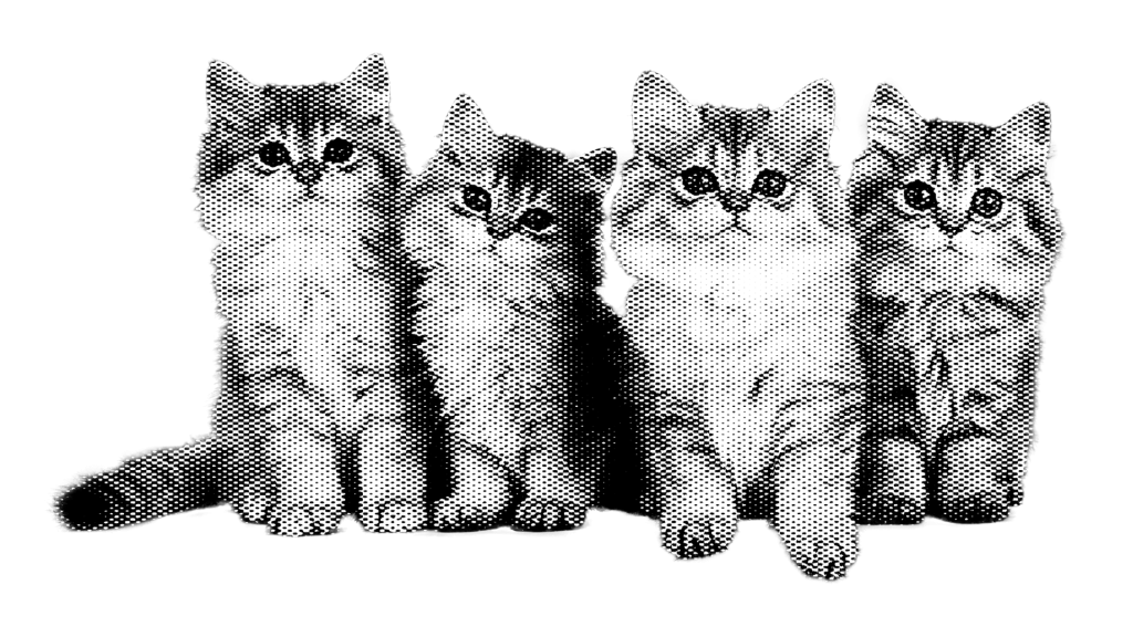 catmmunity